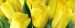prostirani-tulipany-zlute-e3ir